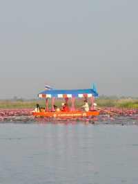 ชวนล่องเรือชมทะเลบัวแดง อุดรธานี🪷