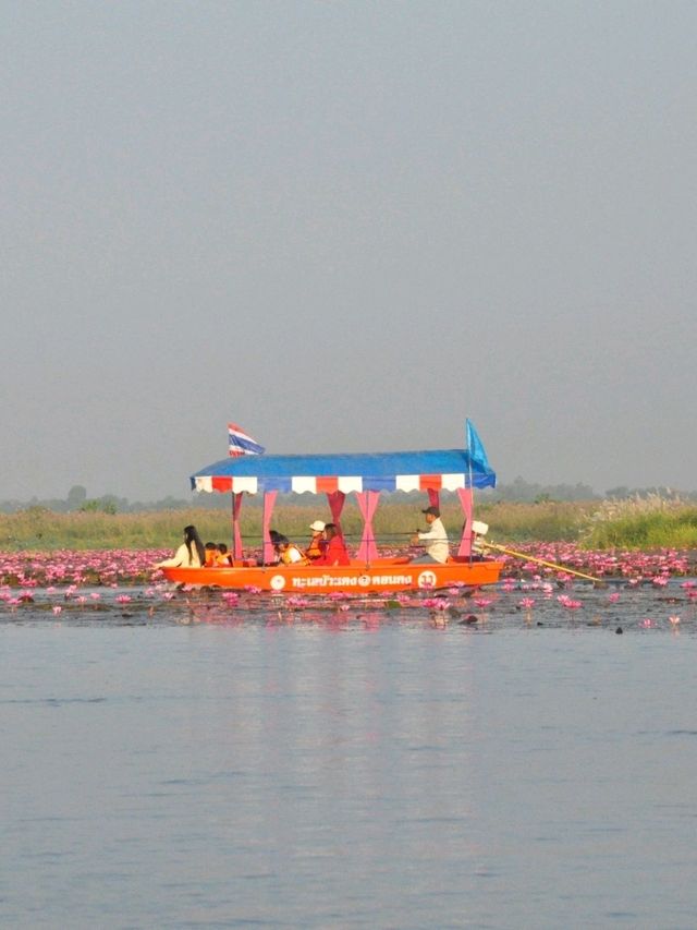 ชวนล่องเรือชมทะเลบัวแดง อุดรธานี🪷