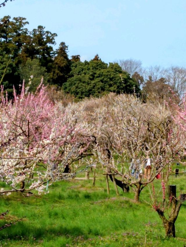 日本三名園の「偕楽園」を訪れる一泊二日
