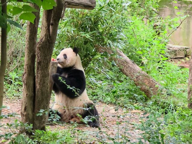 แพนด้า 🐼....เฉิงตู