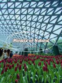 Miracle of Natural สวนดอกไม้เมืองหนาว🌷