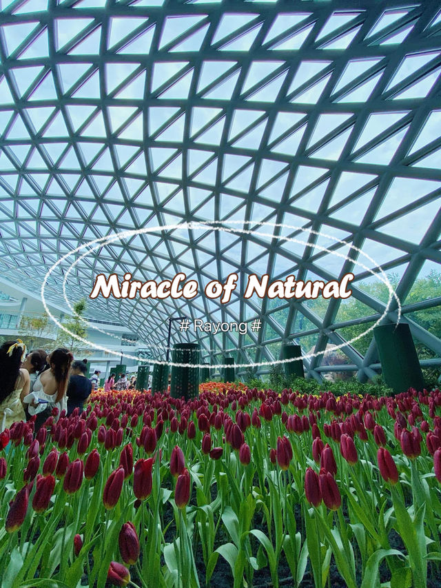 Miracle of Natural สวนดอกไม้เมืองหนาว🌷