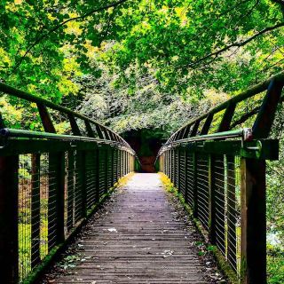 Clare Glen – Riverside Woodland Gem in Armagh