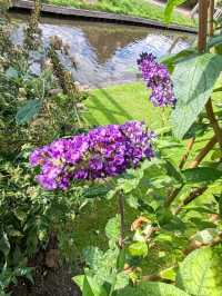 Late Summer Blooms in Giethoorn