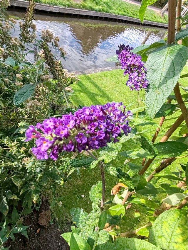 Late Summer Blooms in Giethoorn