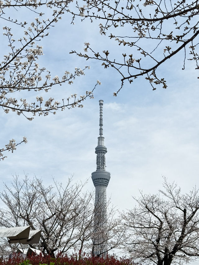2025.03.28 櫻花季東京獨旅五天四夜行程 p6 第四天行程大公開(3.淺草) 2025.03.28 櫻花季東京獨旅五天四夜行程 p6 第四天行程大公開(3.淺草)