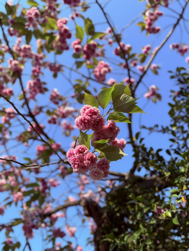 茨城縣水戶市 水戶東照宮