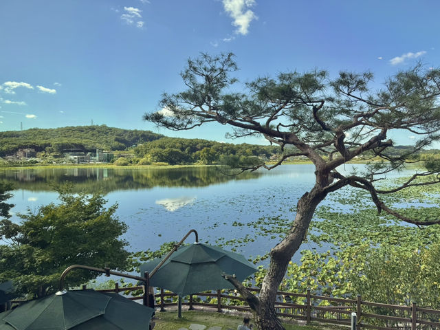 🌿 도심 속 여유로운 호수길, 화성 보통저수지 🌤️