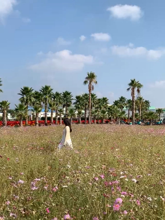 제주 가을꽃 무료로 볼 수 있는 농업기술원서부농업기술센터