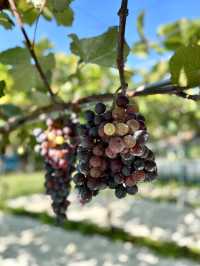 🍷 Exploring Ushiku Chateau – Japan’s First Full-Scale Winery