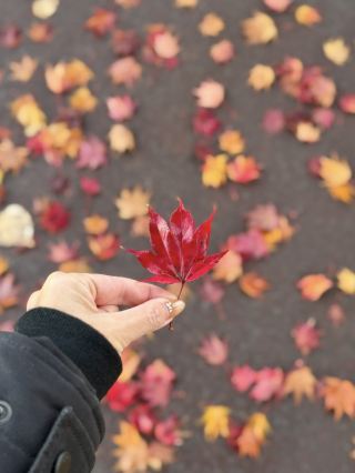 가을의 색채로 물든 히카와 산도 산책