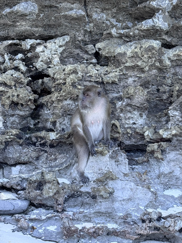 皮皮島、瑪雅灣、猴子島、Khai島:普吉海上四大夢幻景點一次玩到飽 皮皮島、瑪雅灣、猴子島、Khai島:普吉海上四大夢幻景點一次玩到飽