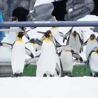 สวนสัตว์อาซาฮิยามะ asahiyama zoo