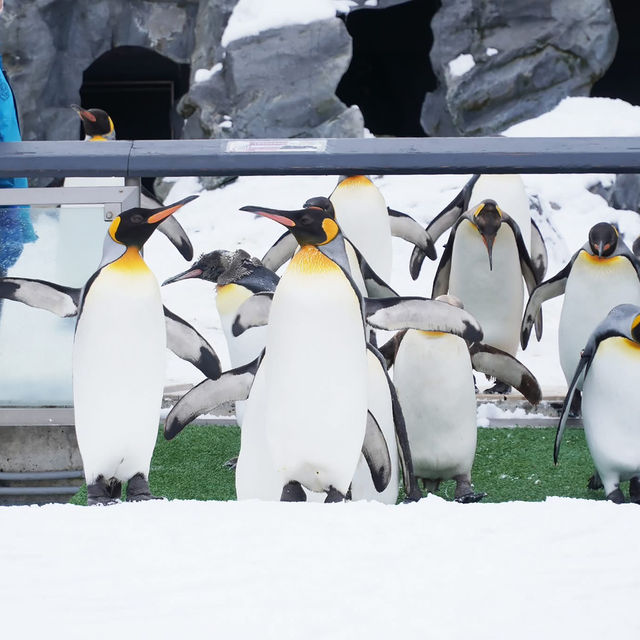 สวนสัตว์อาซาฮิยามะ asahiyama zoo สวนสัตว์อาซาฮิยามะ asahiyama zoo
