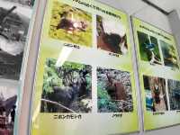 東京周邊小眾秘境｜奧多摩湖四季絕景攻略🍁