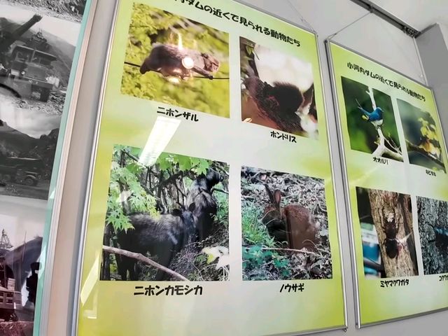 東京周邊小眾秘境｜奧多摩湖四季絕景攻略🍁