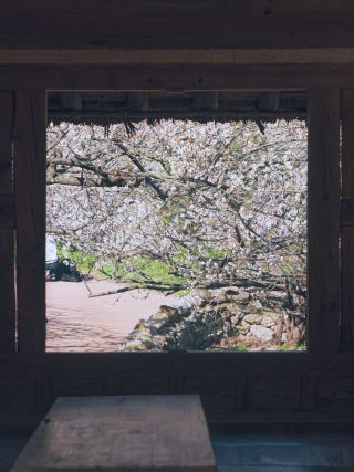國內旅遊推薦：光陽梅花村