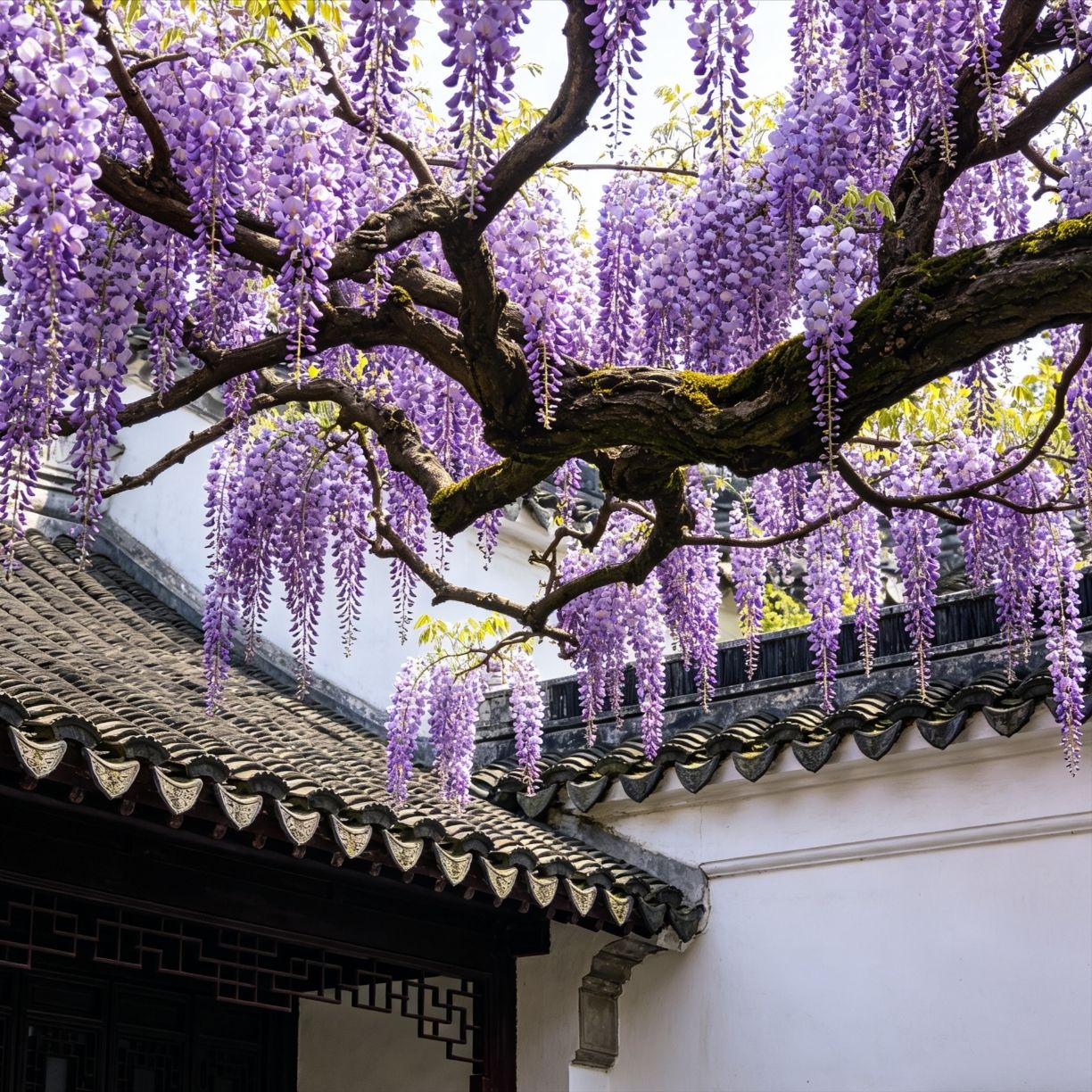 4-Day Deep Tour of Jiangsu’s Wisteria: An April Exclusive Romance in Jiangnan