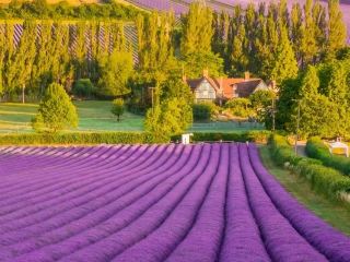 💜 Southern France | A Lavender Holiday