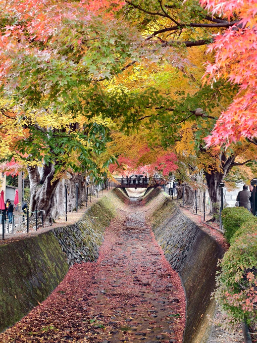 ツラヌキ フラガラッハ SHOEI KAWAGUCHI The stunning autumn leaf tunnel at the Lake Kawaguchi Maple