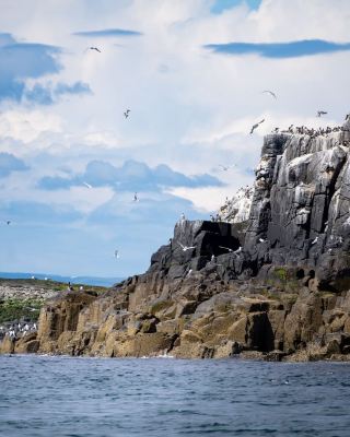 Discover the UK's Underrated Destination: My Journey to the Farne Islands & Northumberland Coast