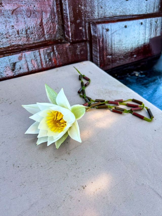 Came for the wildlife. Got wine and a flower necklace instead. No complaints😄