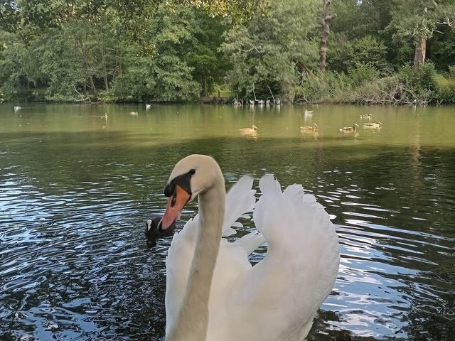 Grovelands Park London 🇬🇧