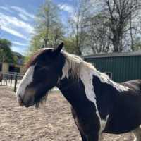 Tollcross farm park