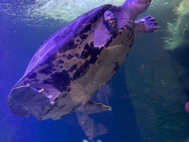 The Dallas World Aquarium 🐟🐬