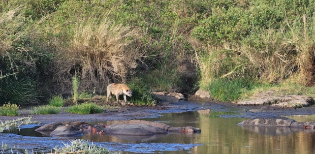 Safari Splendors in Serengeti National Park