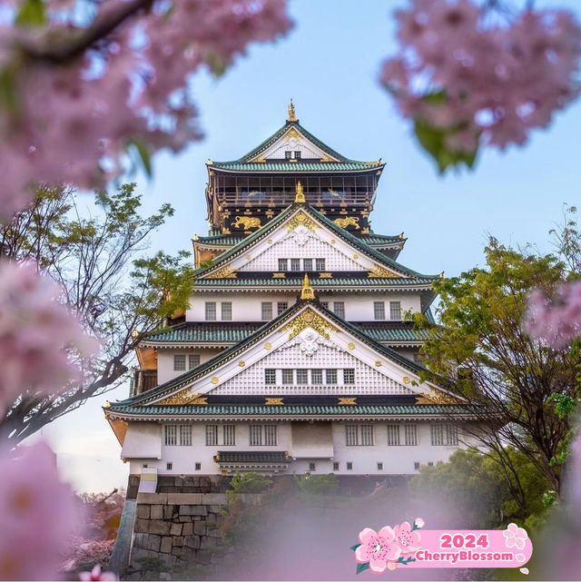 🌸Three-day cherry blossom trip in Japan🌸
