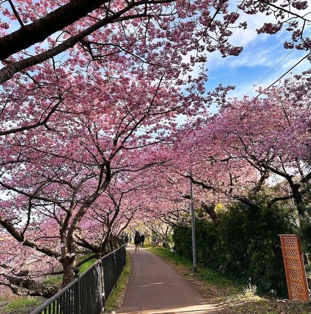 🌸河津賞櫻大道🌸超美賞櫻花熱點🌸