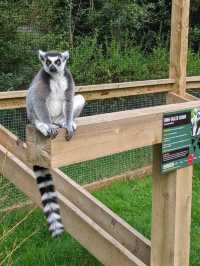 Ponderosa Zoo 🇬🇧