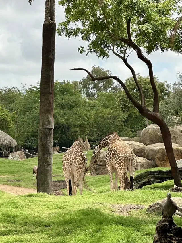 Bioparc Valencia - Spain
