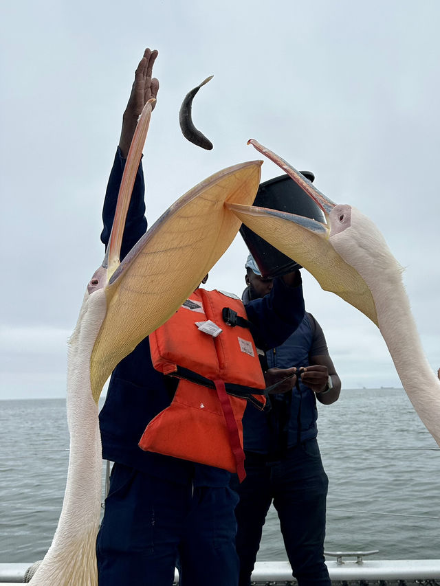 Boat trip with pelicans