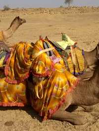 Camel Safari in Jaisalmer: A Journey Through the Thar Desert