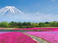 The iconic symbol of Japan "Mount Fuji": The nature lovers destination!