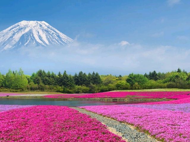 The iconic symbol of Japan "Mount Fuji": The nature lovers destination!