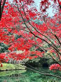 🍁 Red Leaves & Romance in Longjing Village, Hangzhou 🍂
