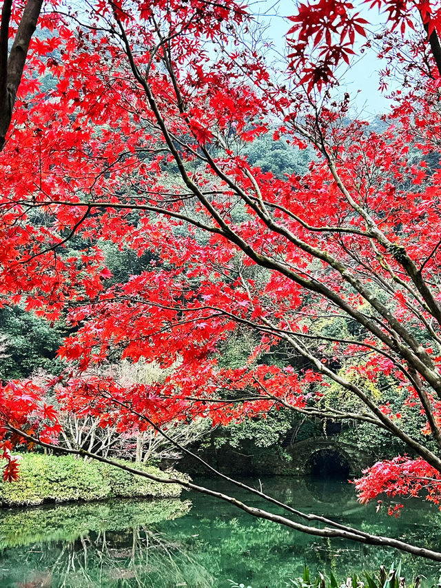 🍁 Red Leaves & Romance in Longjing Village, Hangzhou 🍂