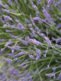 Provence | Brilliant place for lavender pictures 