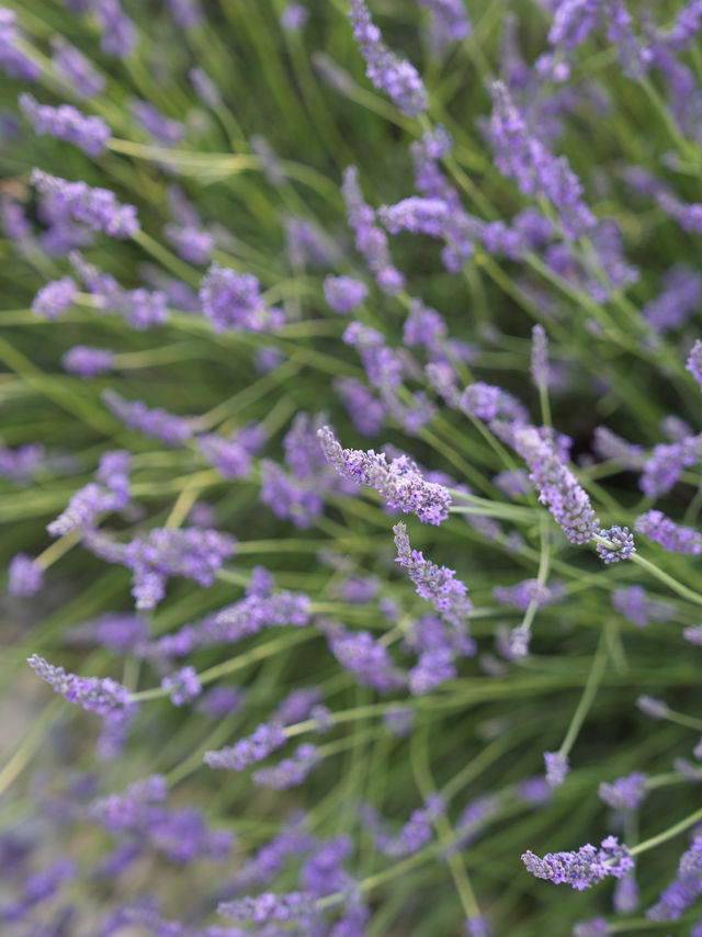 Provence | Brilliant place for lavender pictures 
