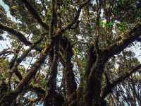 Step into a Fairytale: Exploring the Mossy Forest of Cameron Highlands