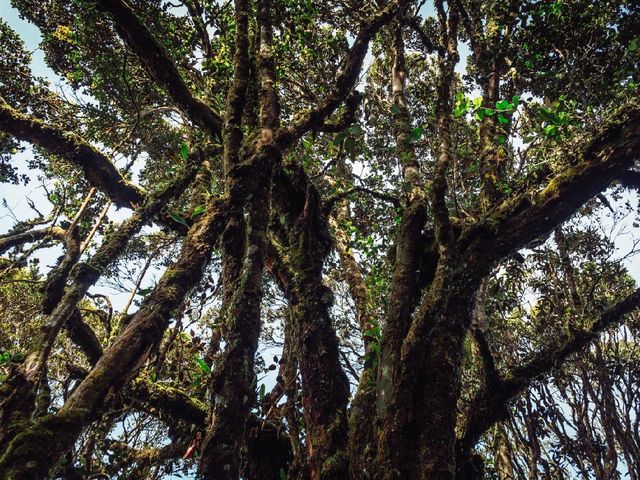 Step into a Fairytale: Exploring the Mossy Forest of Cameron Highlands
