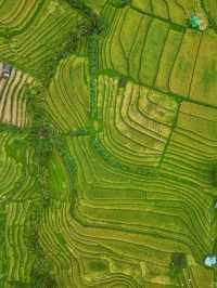 Jatiluwih Rice Terraces, Bali: A Peaceful Tapestry of Tradition and Nature