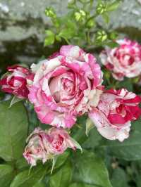 Guesthouse of hundreds of roses