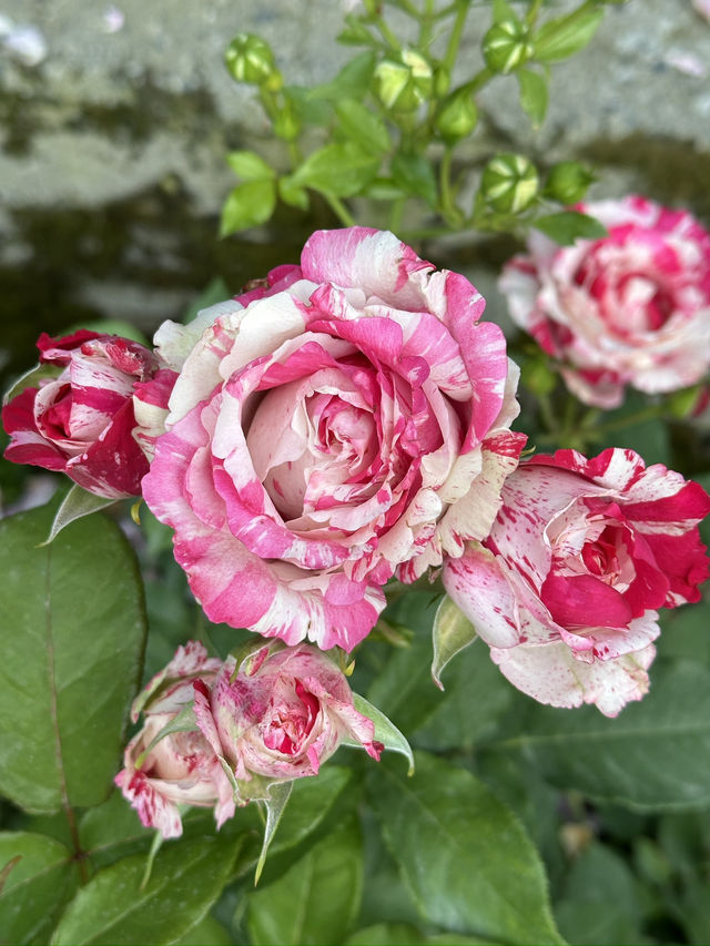 Guesthouse of hundreds of roses