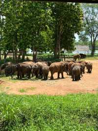 Однодневный тур по Элле — незабываемое приключение! 🌿🐘