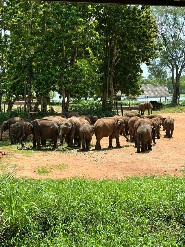 Однодневный тур по Элле — незабываемое приключение! 🌿🐘