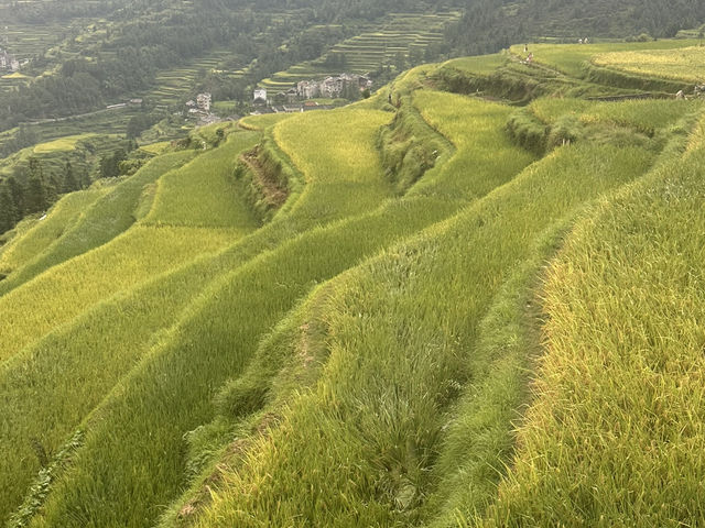 Epic Hike: Liping to Tang’an Dong Village—China’s Dreamy Terraced Trail 🌾✨
